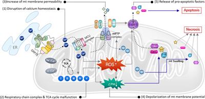 Mitochondrial redox system: A key target of antioxidant therapy to prevent acquired sensorineural hearing loss